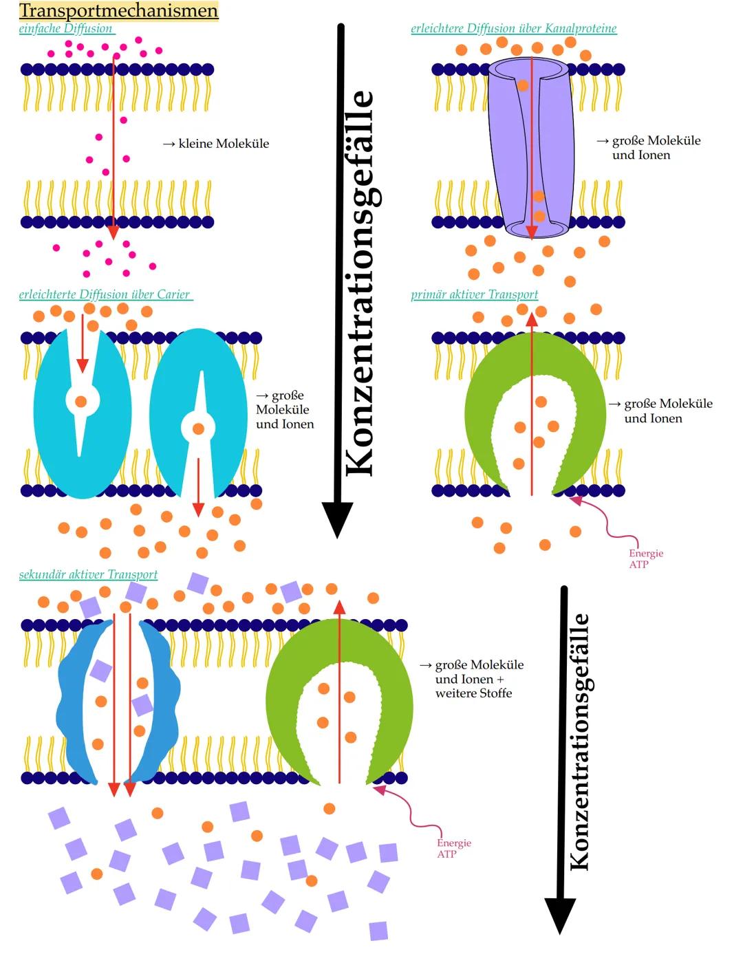 # Merkmale der Lebewesen

• Wachstum

• Fortpflanzung

• Bewegung

• Ernährung

• Stoffwechsel

• Ausscheidung

• Reizbarkeit

• (Lebewesen)