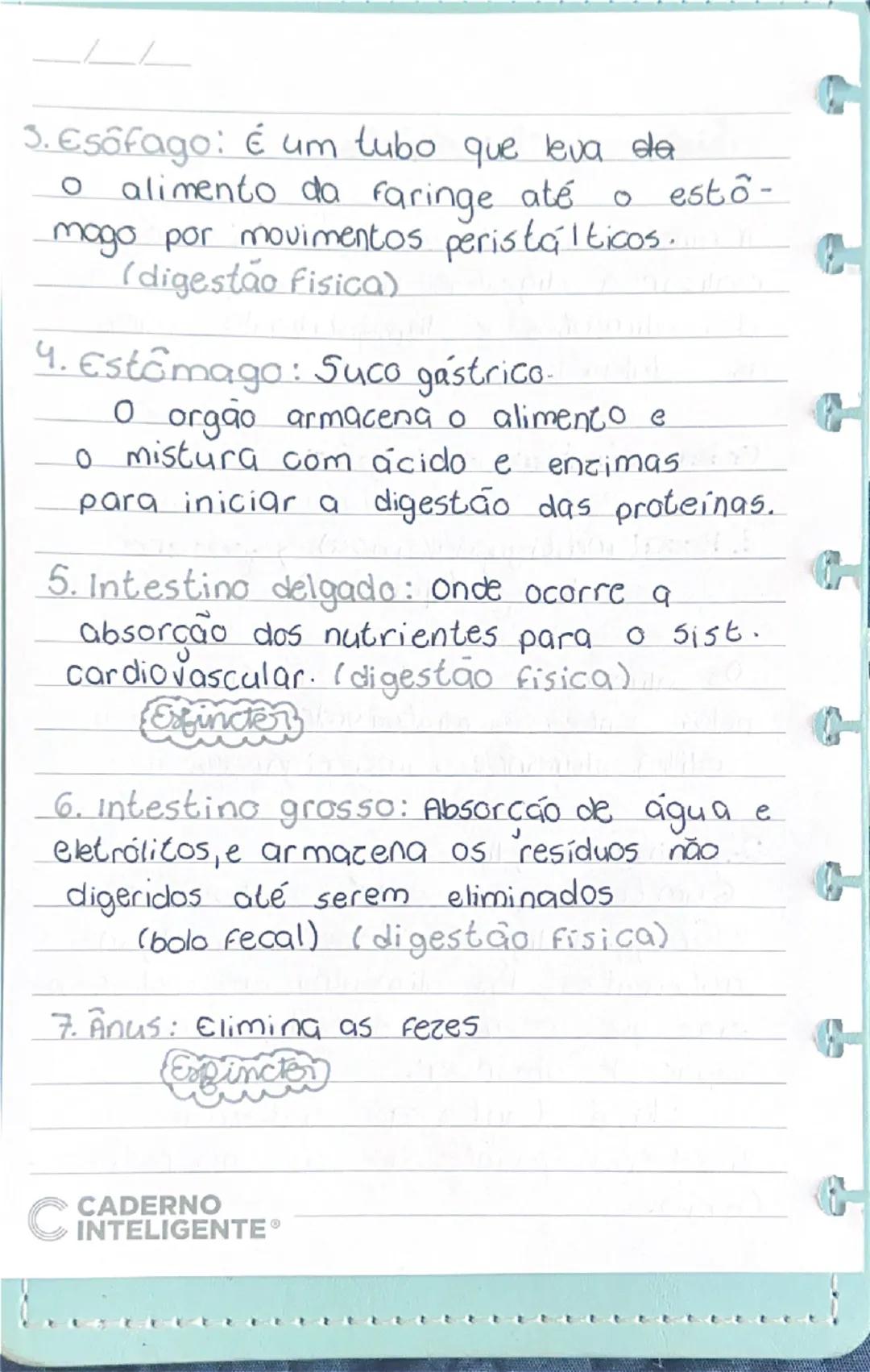 # Sistema digestório

A função do sistema digestório é realizar a digestão física e química dos alimentos e disponibilizá-los para as célula