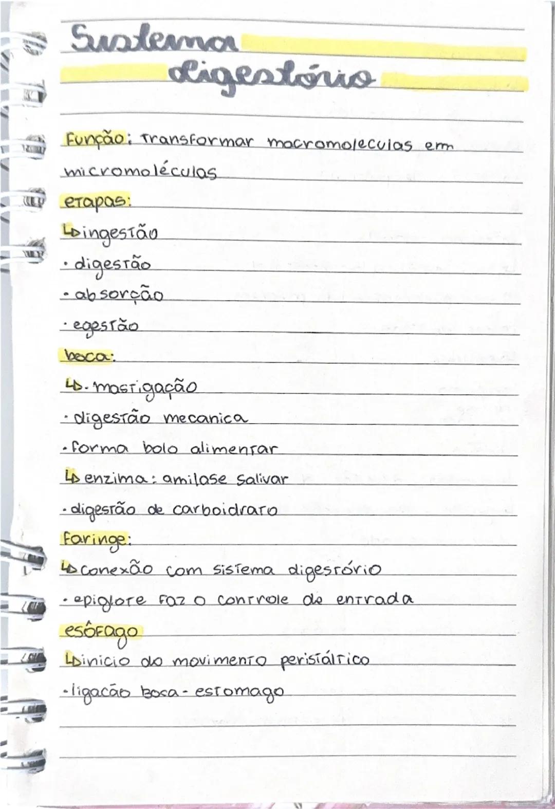 Entendendo o Sistema Digestório