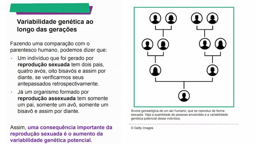 --- OCR Start ---
Variabilidade genética ao
longo das gerações
Fazendo uma comparação com o
parentesco humano, podemos dizer que:
•
Um indiv