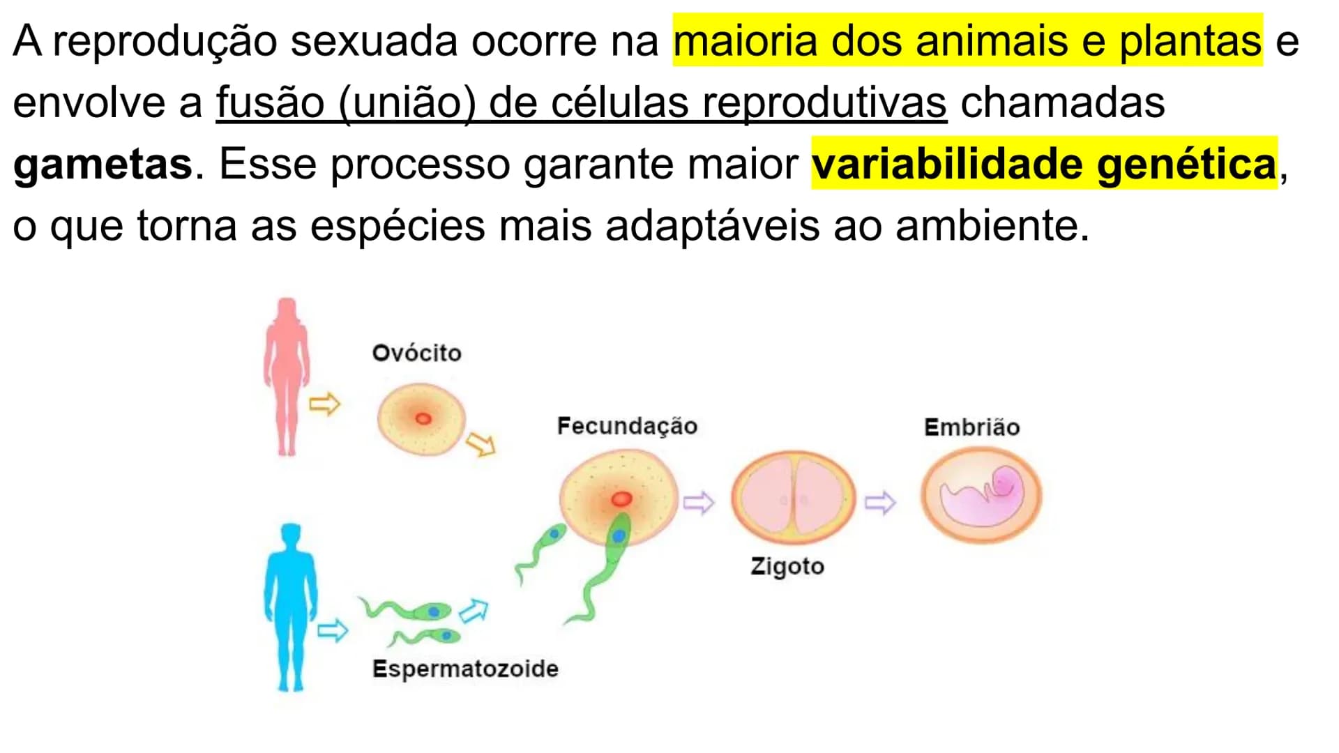 --- OCR Start ---
Variabilidade genética ao
longo das gerações
Fazendo uma comparação com o
parentesco humano, podemos dizer que:
•
Um indiv