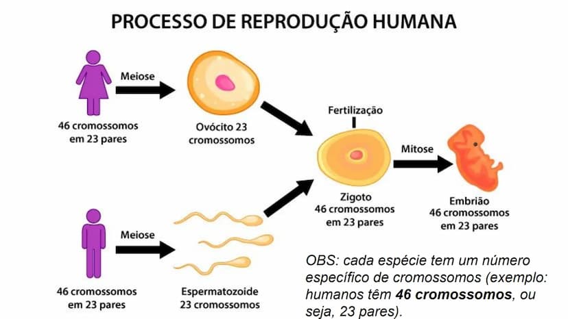 --- OCR Start ---
Variabilidade genética ao
longo das gerações
Fazendo uma comparação com o
parentesco humano, podemos dizer que:
•
Um indiv