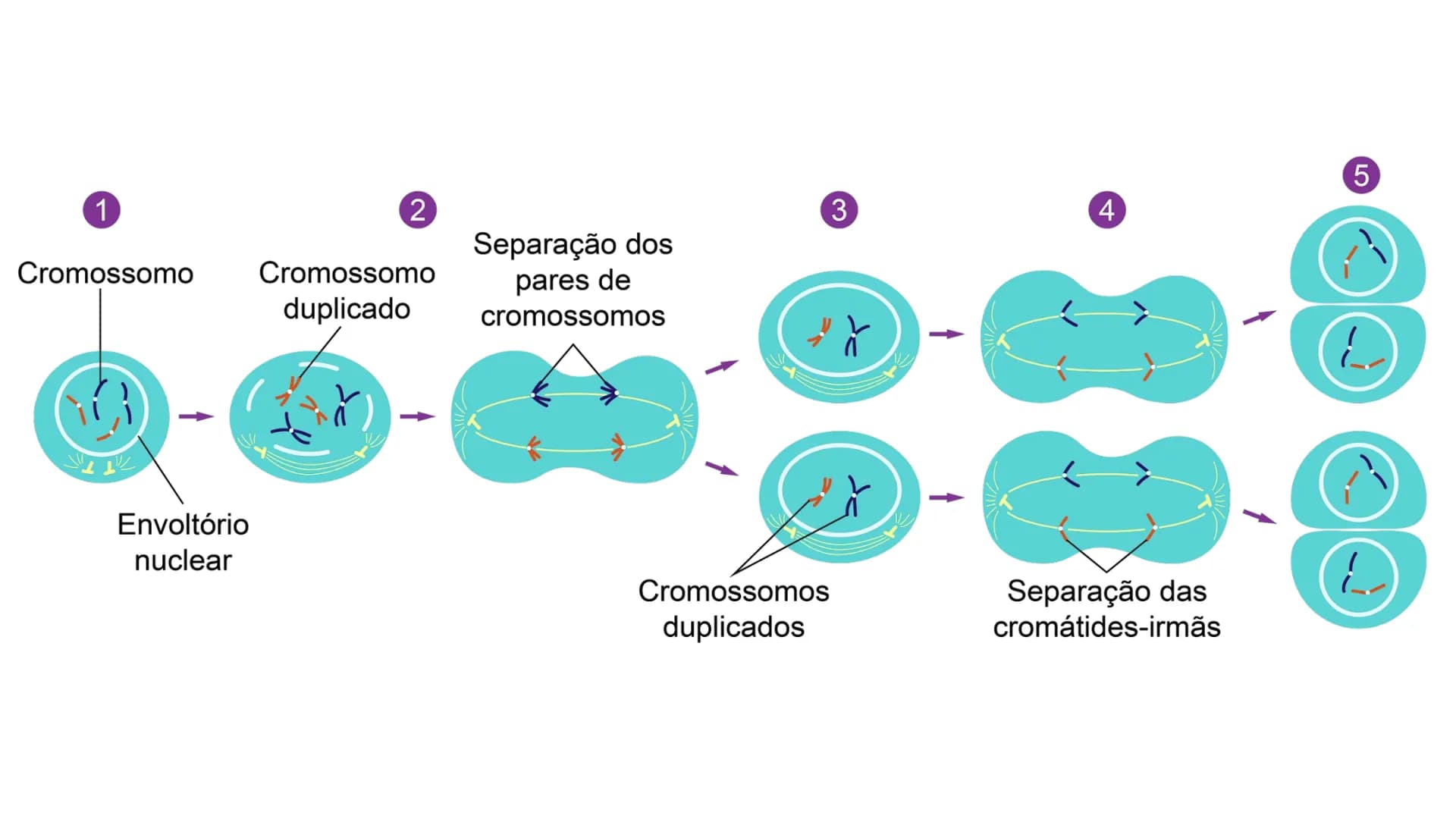 --- OCR Start ---
Variabilidade genética ao
longo das gerações
Fazendo uma comparação com o
parentesco humano, podemos dizer que:
•
Um indiv