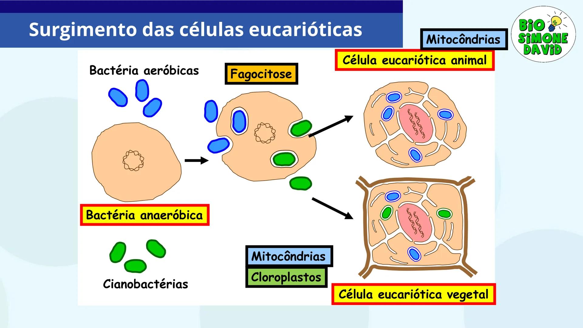 # A ORIGEM

# DA VIDA

BIO
SIMONE
DAVID

Colégio Marista Rosário
1ª série do EM # Organização do estudo
no sistema marista de
educação FTD

