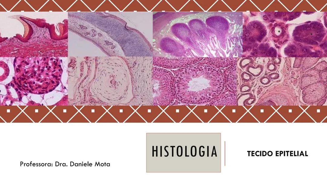 Tecido Epitelial / Histologia