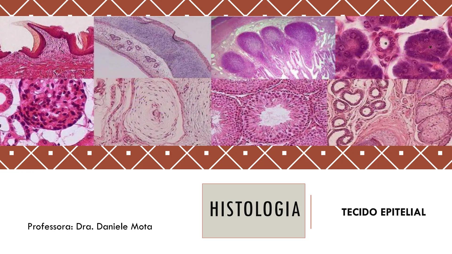 ## HISTOLOGIA

TECIDO EPITELIAL

Professora: Dra. Daniele Mota INTRODUÇÃO
■ Tecidos são conjuntos de células de forma e função
semelhantes.
