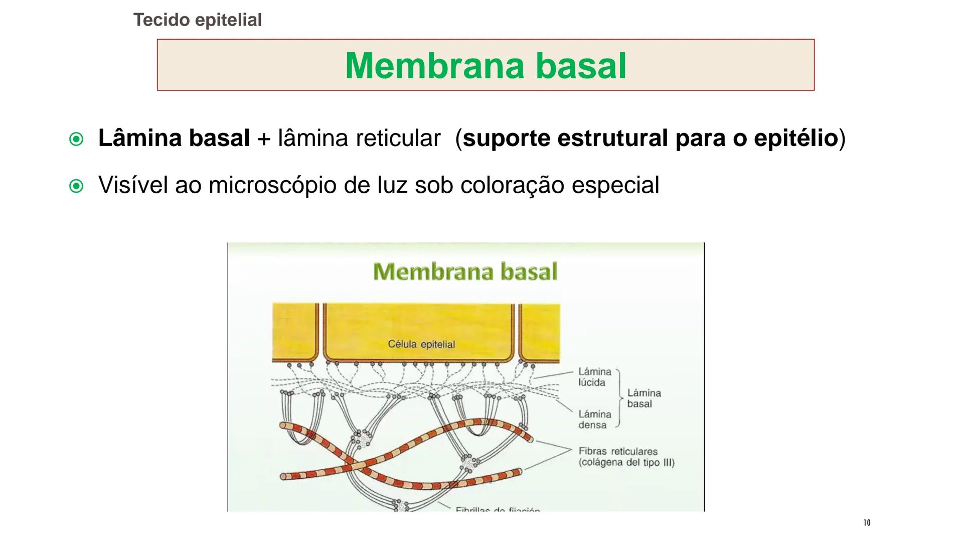 ## HISTOLOGIA

TECIDO EPITELIAL

Professora: Dra. Daniele Mota INTRODUÇÃO
■ Tecidos são conjuntos de células de forma e função
semelhantes.
