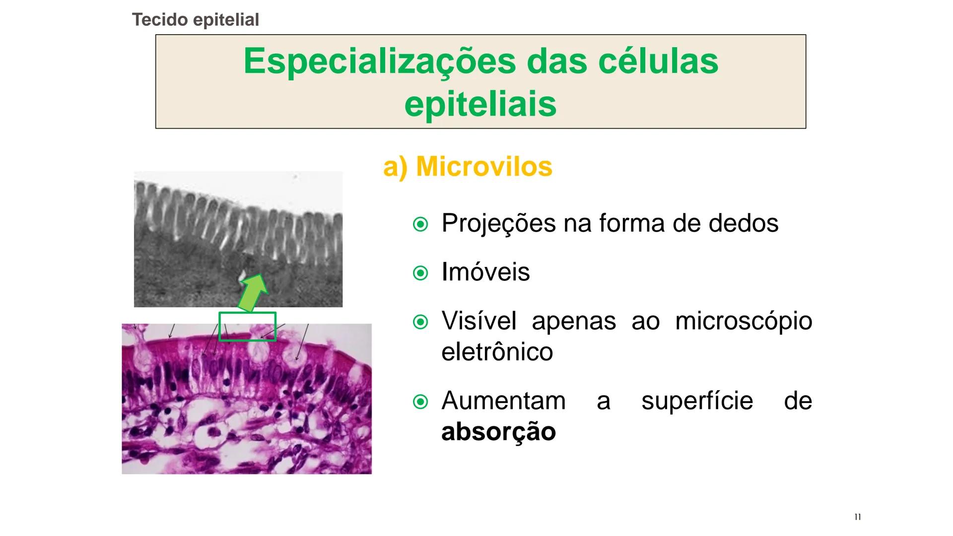 ## HISTOLOGIA

TECIDO EPITELIAL

Professora: Dra. Daniele Mota INTRODUÇÃO
■ Tecidos são conjuntos de células de forma e função
semelhantes.
