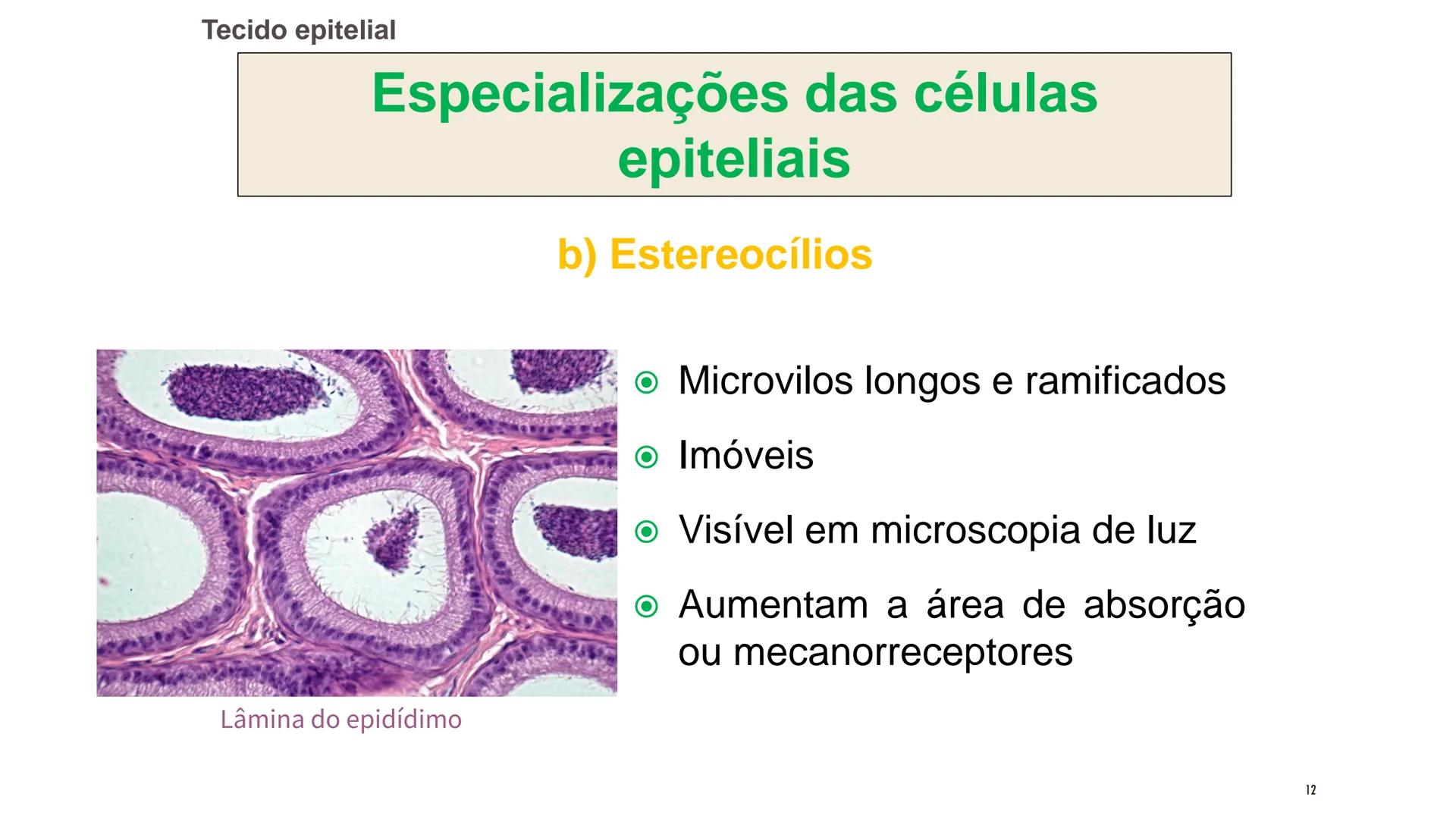 ## HISTOLOGIA

TECIDO EPITELIAL

Professora: Dra. Daniele Mota INTRODUÇÃO
■ Tecidos são conjuntos de células de forma e função
semelhantes.

