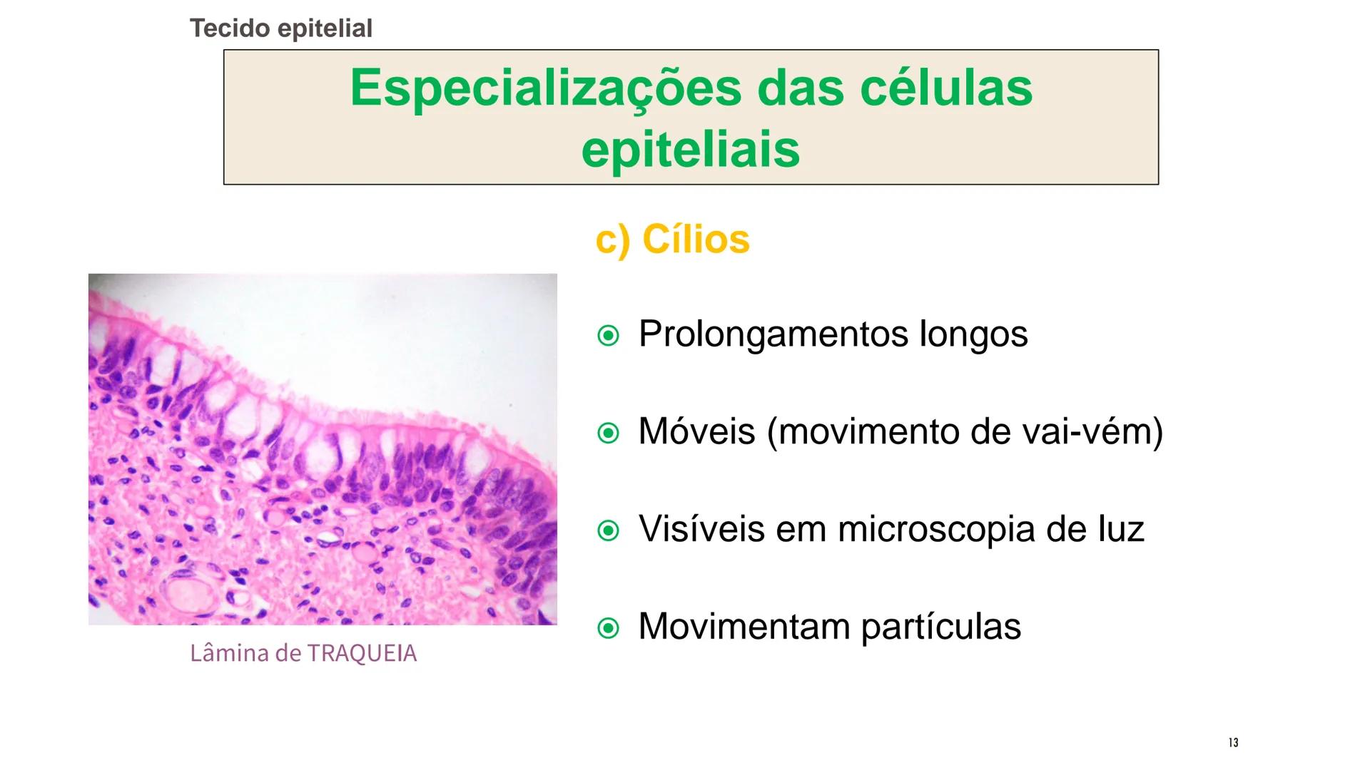 ## HISTOLOGIA

TECIDO EPITELIAL

Professora: Dra. Daniele Mota INTRODUÇÃO
■ Tecidos são conjuntos de células de forma e função
semelhantes.
