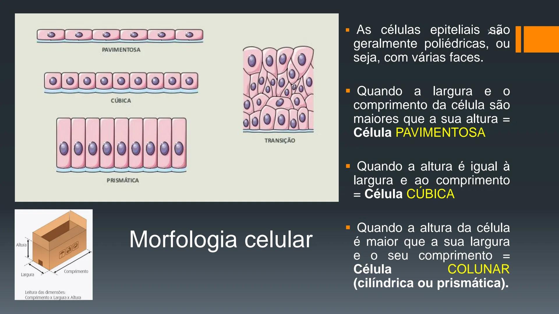 ## HISTOLOGIA

TECIDO EPITELIAL

Professora: Dra. Daniele Mota INTRODUÇÃO
■ Tecidos são conjuntos de células de forma e função
semelhantes.
