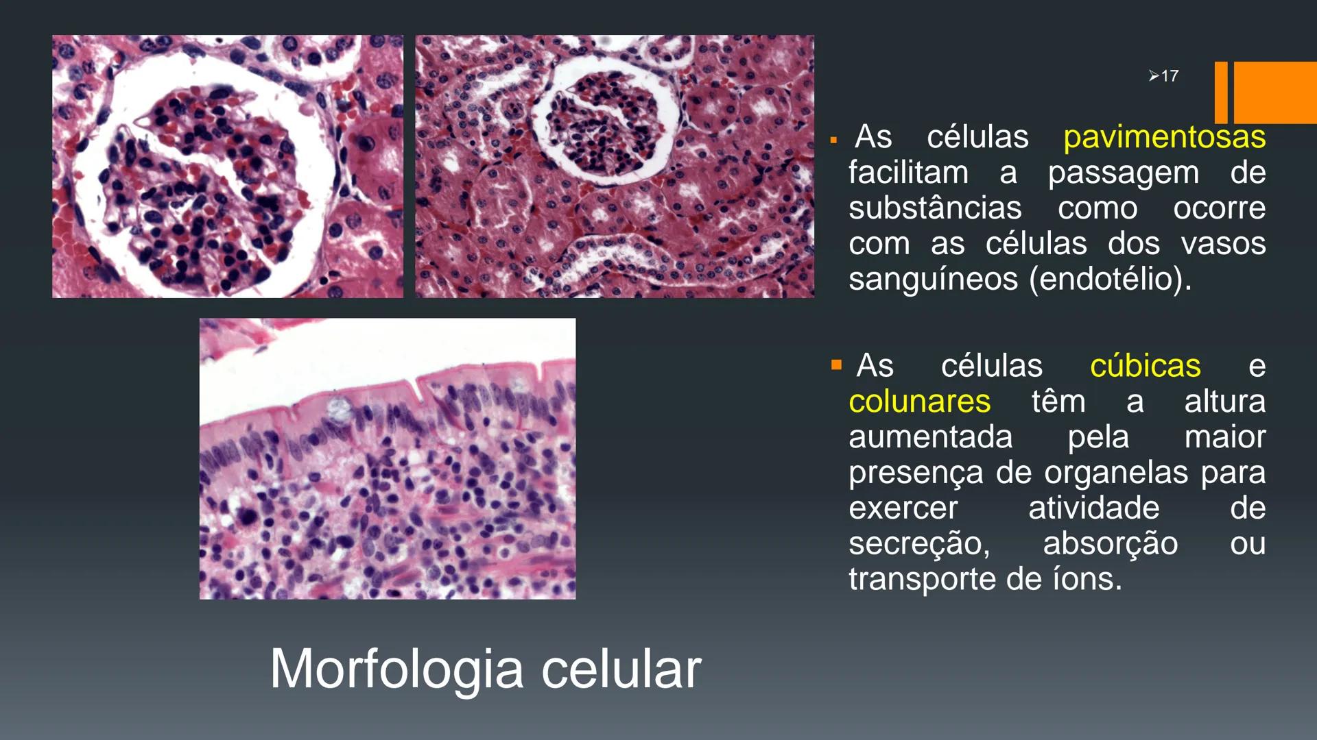 ## HISTOLOGIA

TECIDO EPITELIAL

Professora: Dra. Daniele Mota INTRODUÇÃO
■ Tecidos são conjuntos de células de forma e função
semelhantes.
