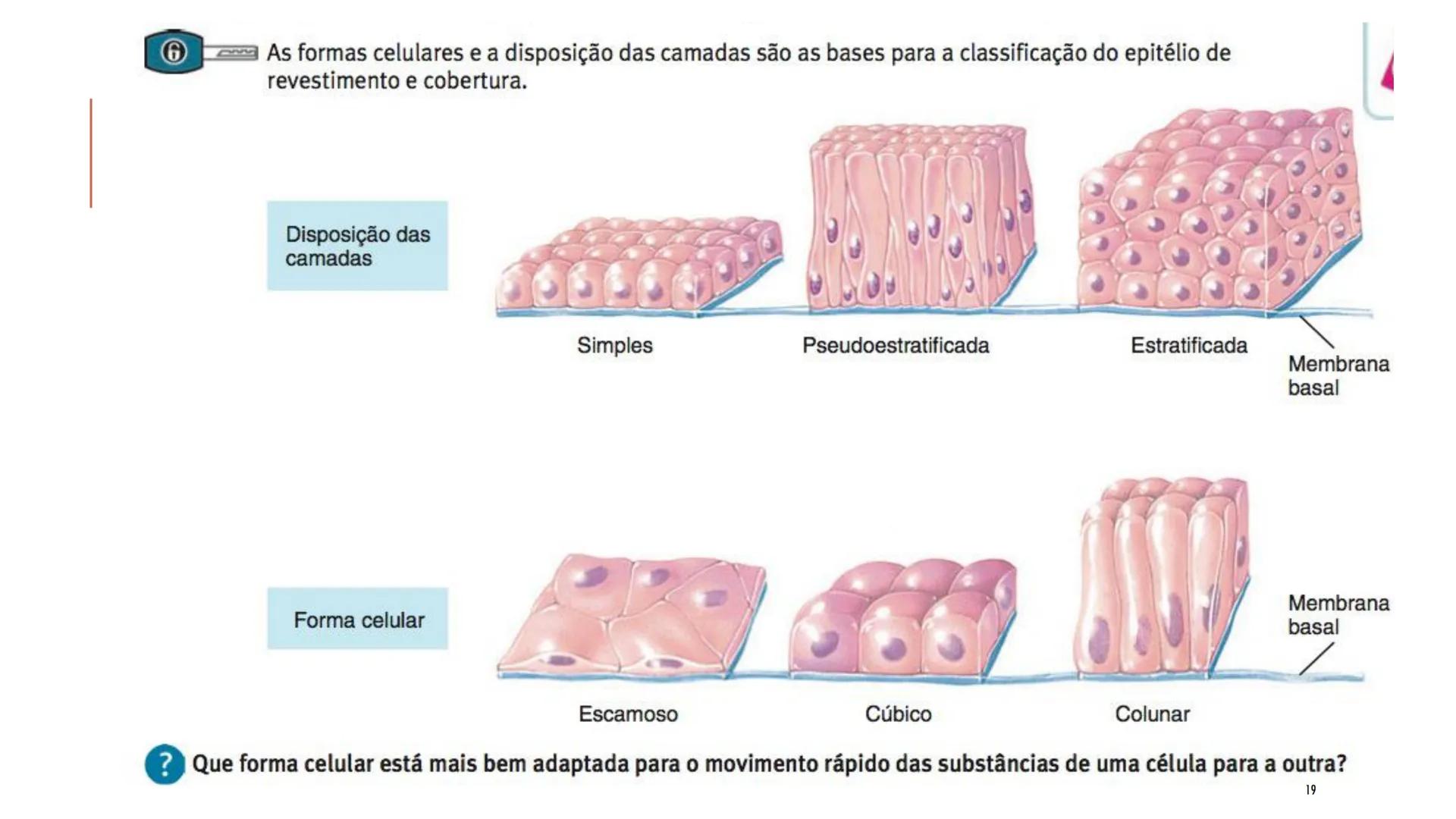 ## HISTOLOGIA

TECIDO EPITELIAL

Professora: Dra. Daniele Mota INTRODUÇÃO
■ Tecidos são conjuntos de células de forma e função
semelhantes.
