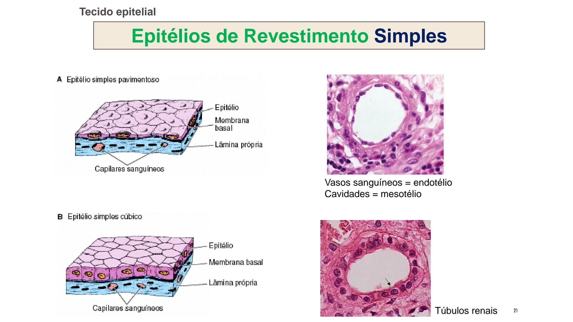 ## HISTOLOGIA

TECIDO EPITELIAL

Professora: Dra. Daniele Mota INTRODUÇÃO
■ Tecidos são conjuntos de células de forma e função
semelhantes.
