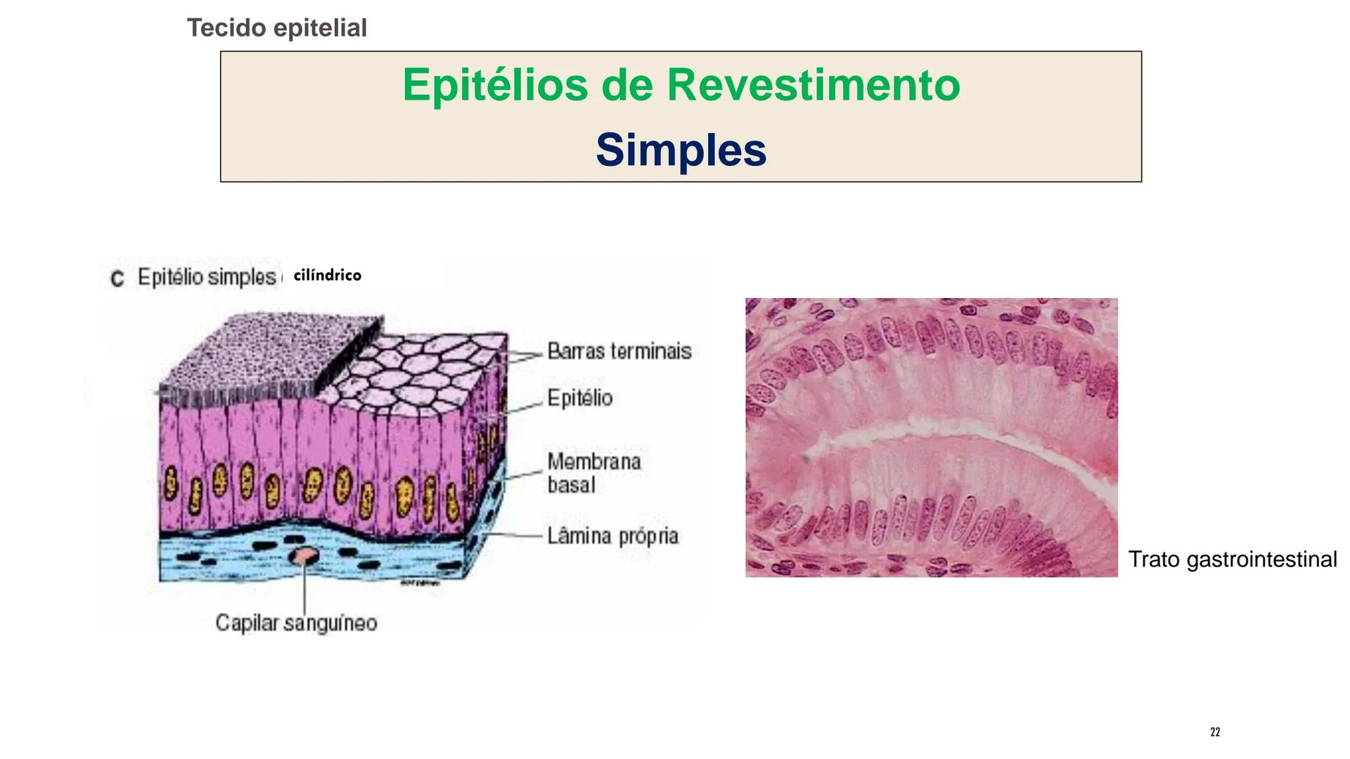 ## HISTOLOGIA

TECIDO EPITELIAL

Professora: Dra. Daniele Mota INTRODUÇÃO
■ Tecidos são conjuntos de células de forma e função
semelhantes.
