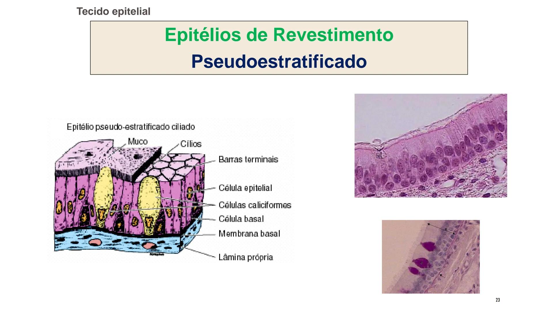 ## HISTOLOGIA

TECIDO EPITELIAL

Professora: Dra. Daniele Mota INTRODUÇÃO
■ Tecidos são conjuntos de células de forma e função
semelhantes.

