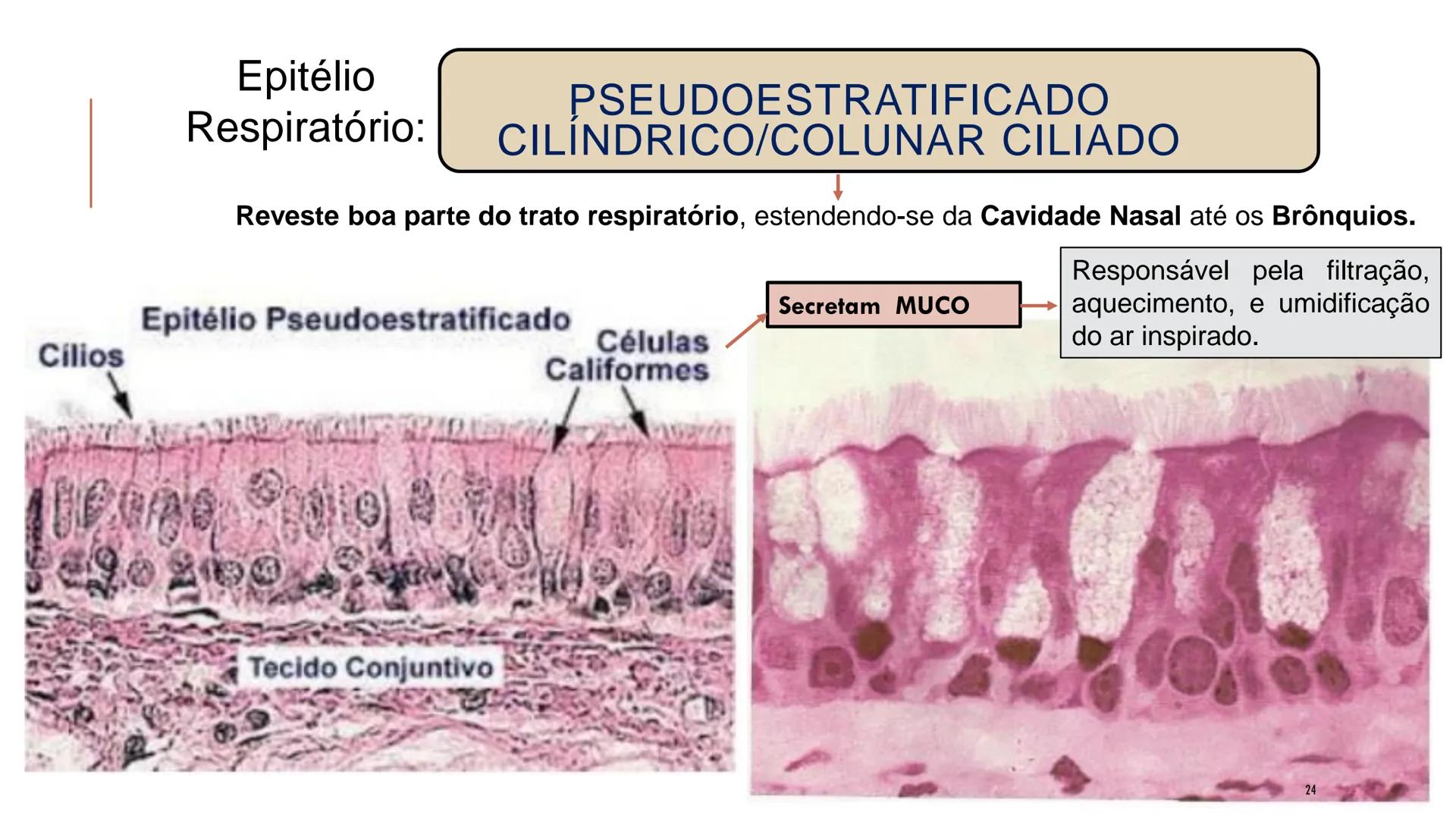 ## HISTOLOGIA

TECIDO EPITELIAL

Professora: Dra. Daniele Mota INTRODUÇÃO
■ Tecidos são conjuntos de células de forma e função
semelhantes.
