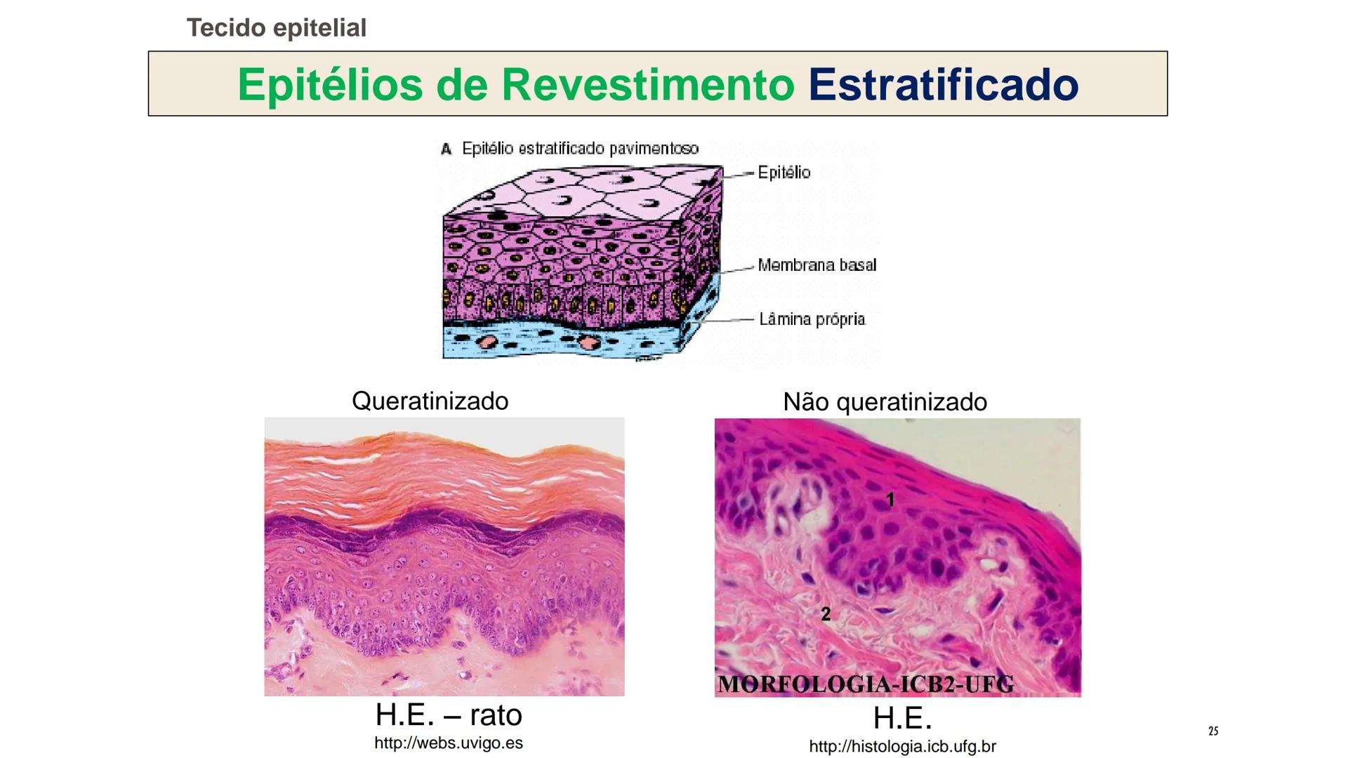 ## HISTOLOGIA

TECIDO EPITELIAL

Professora: Dra. Daniele Mota INTRODUÇÃO
■ Tecidos são conjuntos de células de forma e função
semelhantes.
