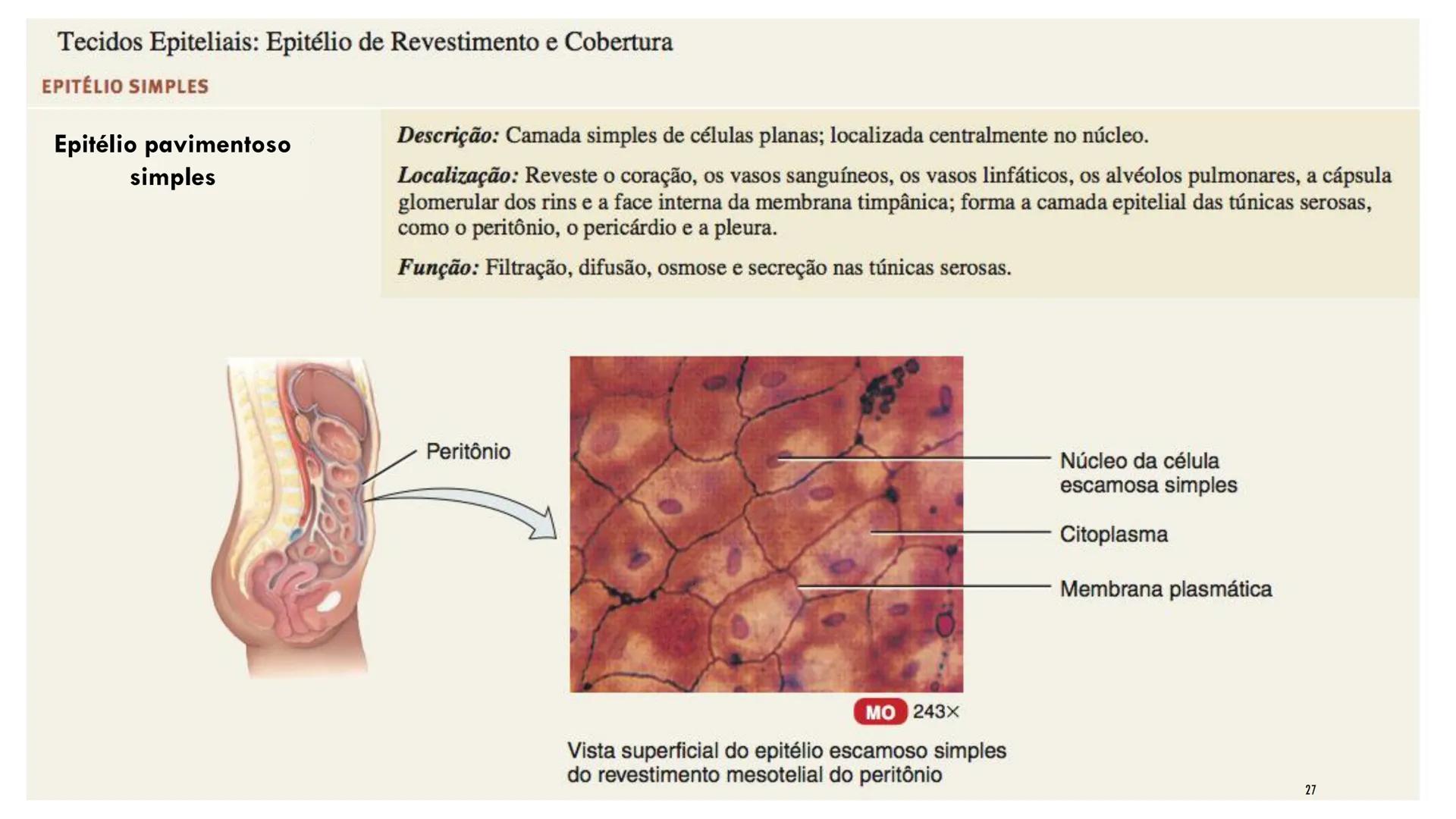 ## HISTOLOGIA

TECIDO EPITELIAL

Professora: Dra. Daniele Mota INTRODUÇÃO
■ Tecidos são conjuntos de células de forma e função
semelhantes.
