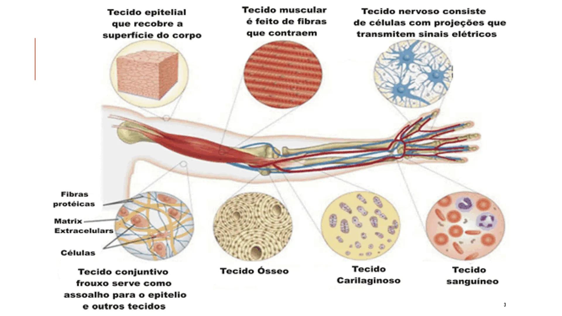 ## HISTOLOGIA

TECIDO EPITELIAL

Professora: Dra. Daniele Mota INTRODUÇÃO
■ Tecidos são conjuntos de células de forma e função
semelhantes.
