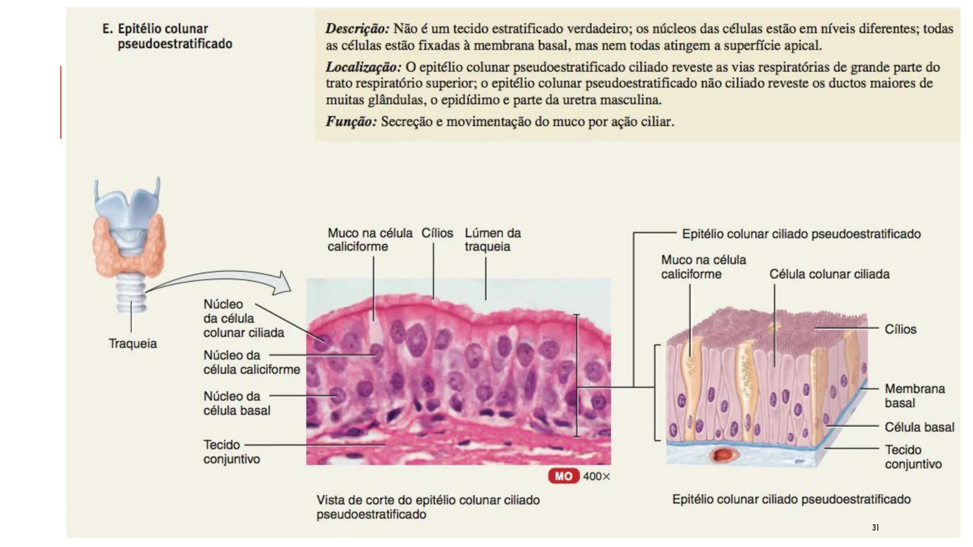 ## HISTOLOGIA

TECIDO EPITELIAL

Professora: Dra. Daniele Mota INTRODUÇÃO
■ Tecidos são conjuntos de células de forma e função
semelhantes.
