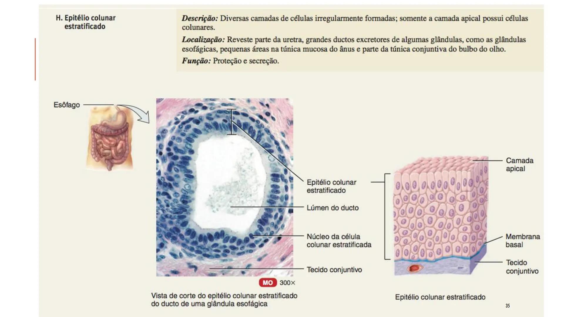 ## HISTOLOGIA

TECIDO EPITELIAL

Professora: Dra. Daniele Mota INTRODUÇÃO
■ Tecidos são conjuntos de células de forma e função
semelhantes.
