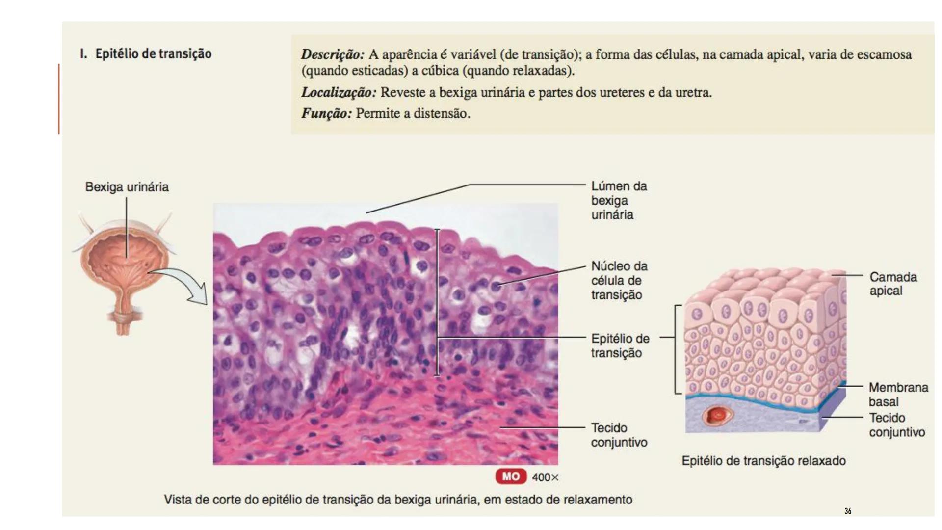 ## HISTOLOGIA

TECIDO EPITELIAL

Professora: Dra. Daniele Mota INTRODUÇÃO
■ Tecidos são conjuntos de células de forma e função
semelhantes.
