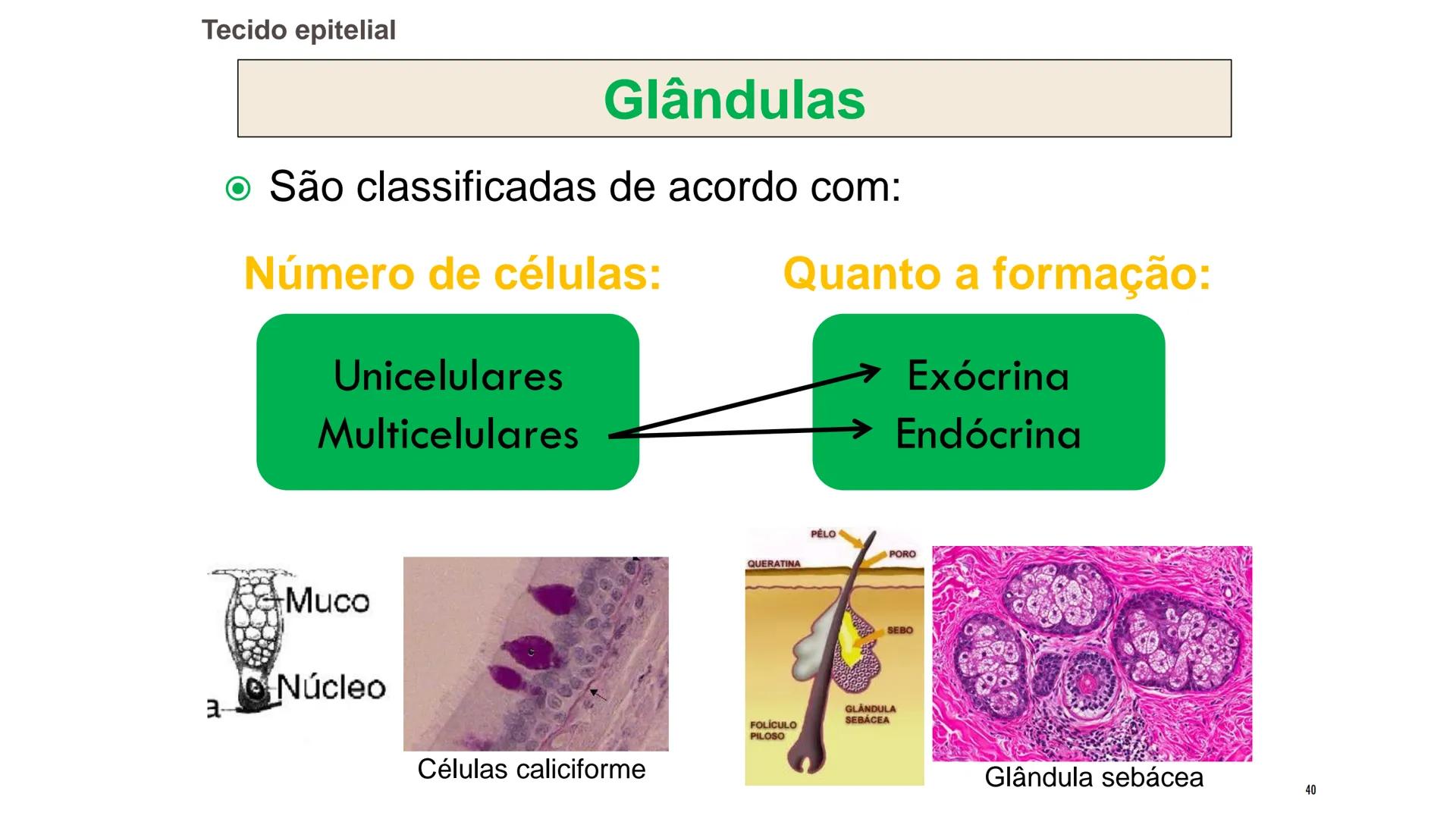 ## HISTOLOGIA

TECIDO EPITELIAL

Professora: Dra. Daniele Mota INTRODUÇÃO
■ Tecidos são conjuntos de células de forma e função
semelhantes.
