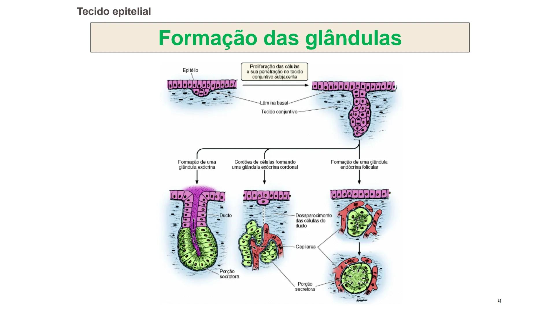 ## HISTOLOGIA

TECIDO EPITELIAL

Professora: Dra. Daniele Mota INTRODUÇÃO
■ Tecidos são conjuntos de células de forma e função
semelhantes.
