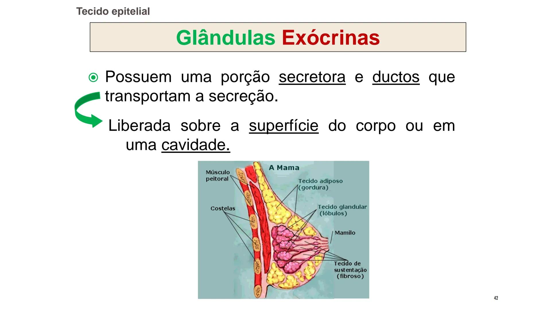 ## HISTOLOGIA

TECIDO EPITELIAL

Professora: Dra. Daniele Mota INTRODUÇÃO
■ Tecidos são conjuntos de células de forma e função
semelhantes.
