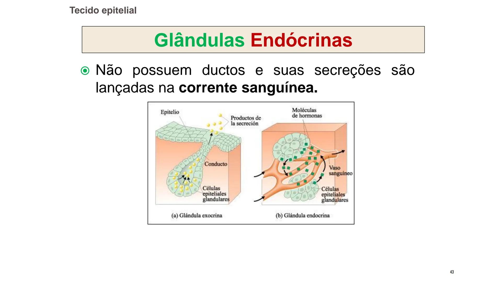 ## HISTOLOGIA

TECIDO EPITELIAL

Professora: Dra. Daniele Mota INTRODUÇÃO
■ Tecidos são conjuntos de células de forma e função
semelhantes.
