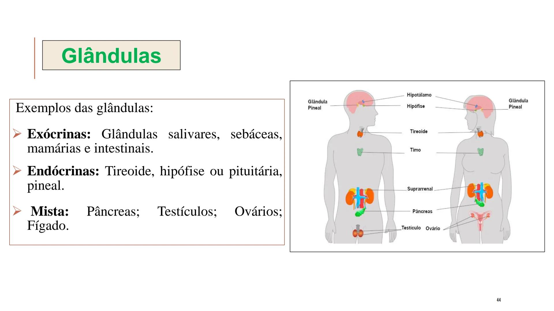 ## HISTOLOGIA

TECIDO EPITELIAL

Professora: Dra. Daniele Mota INTRODUÇÃO
■ Tecidos são conjuntos de células de forma e função
semelhantes.
