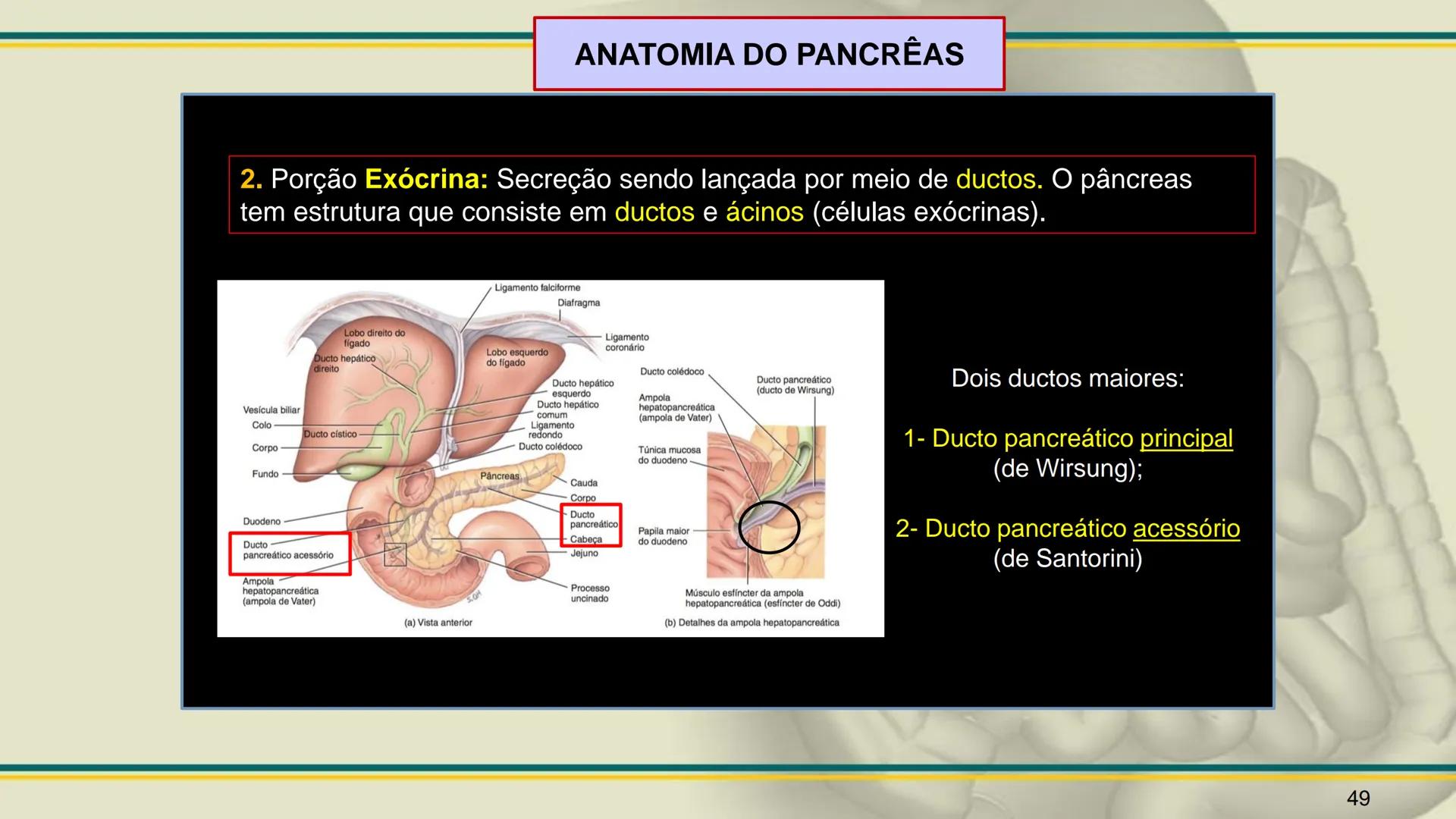 ## HISTOLOGIA

TECIDO EPITELIAL

Professora: Dra. Daniele Mota INTRODUÇÃO
■ Tecidos são conjuntos de células de forma e função
semelhantes.
