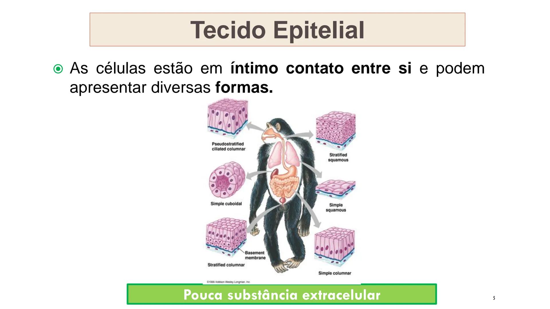 ## HISTOLOGIA

TECIDO EPITELIAL

Professora: Dra. Daniele Mota INTRODUÇÃO
■ Tecidos são conjuntos de células de forma e função
semelhantes.
