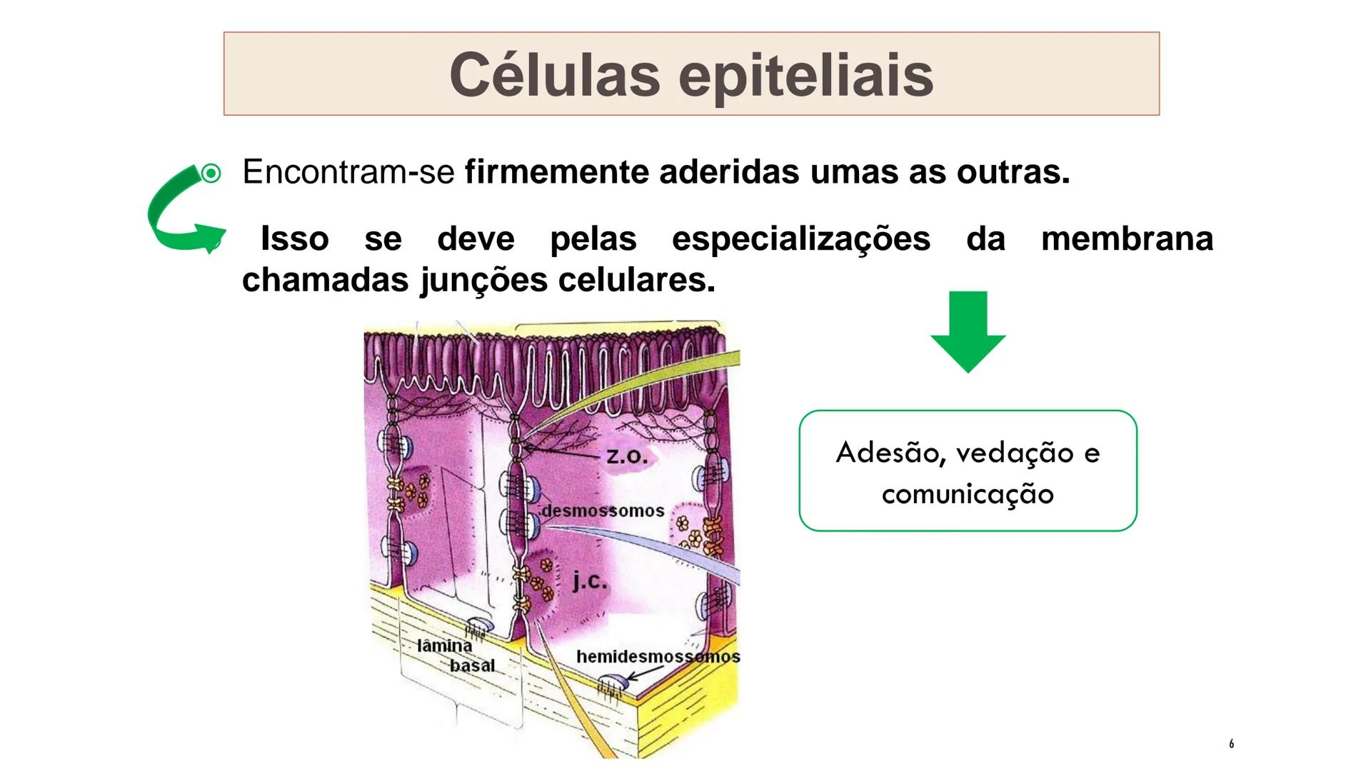 ## HISTOLOGIA

TECIDO EPITELIAL

Professora: Dra. Daniele Mota INTRODUÇÃO
■ Tecidos são conjuntos de células de forma e função
semelhantes.
