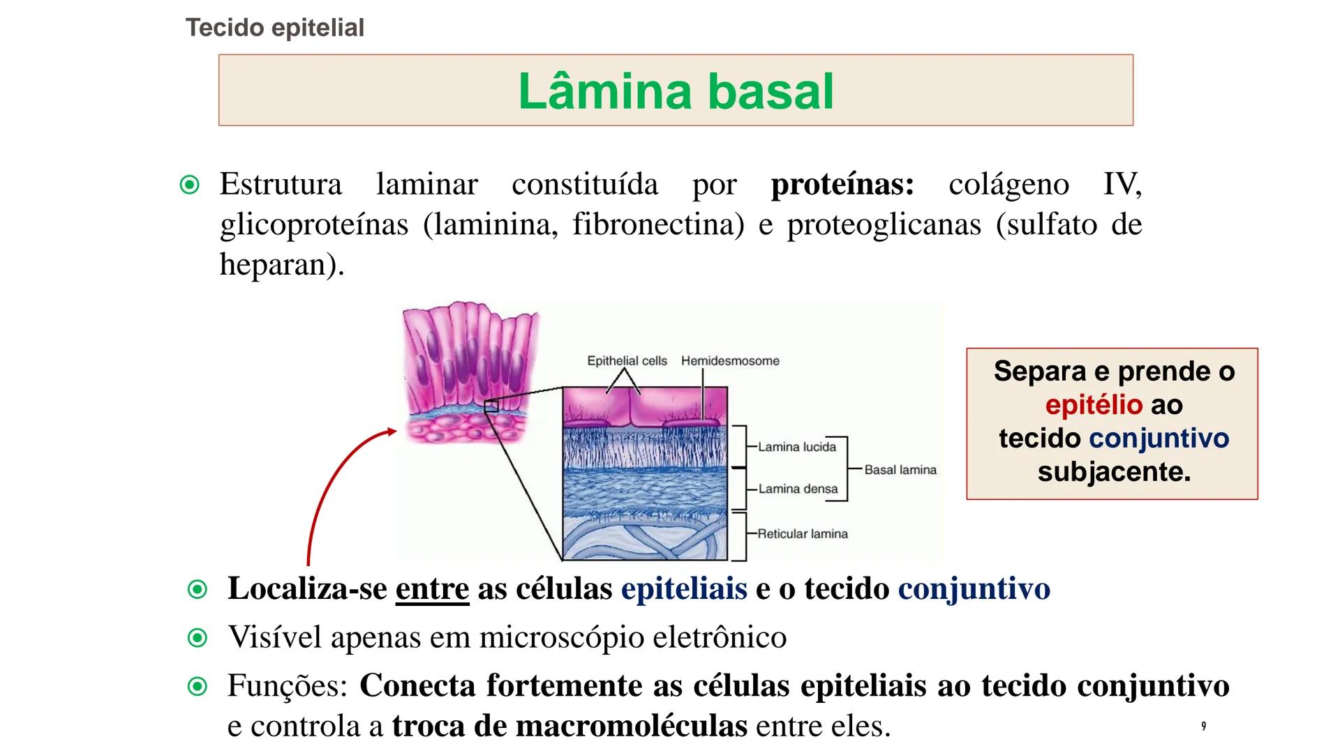 ## HISTOLOGIA

TECIDO EPITELIAL

Professora: Dra. Daniele Mota INTRODUÇÃO
■ Tecidos são conjuntos de células de forma e função
semelhantes.
