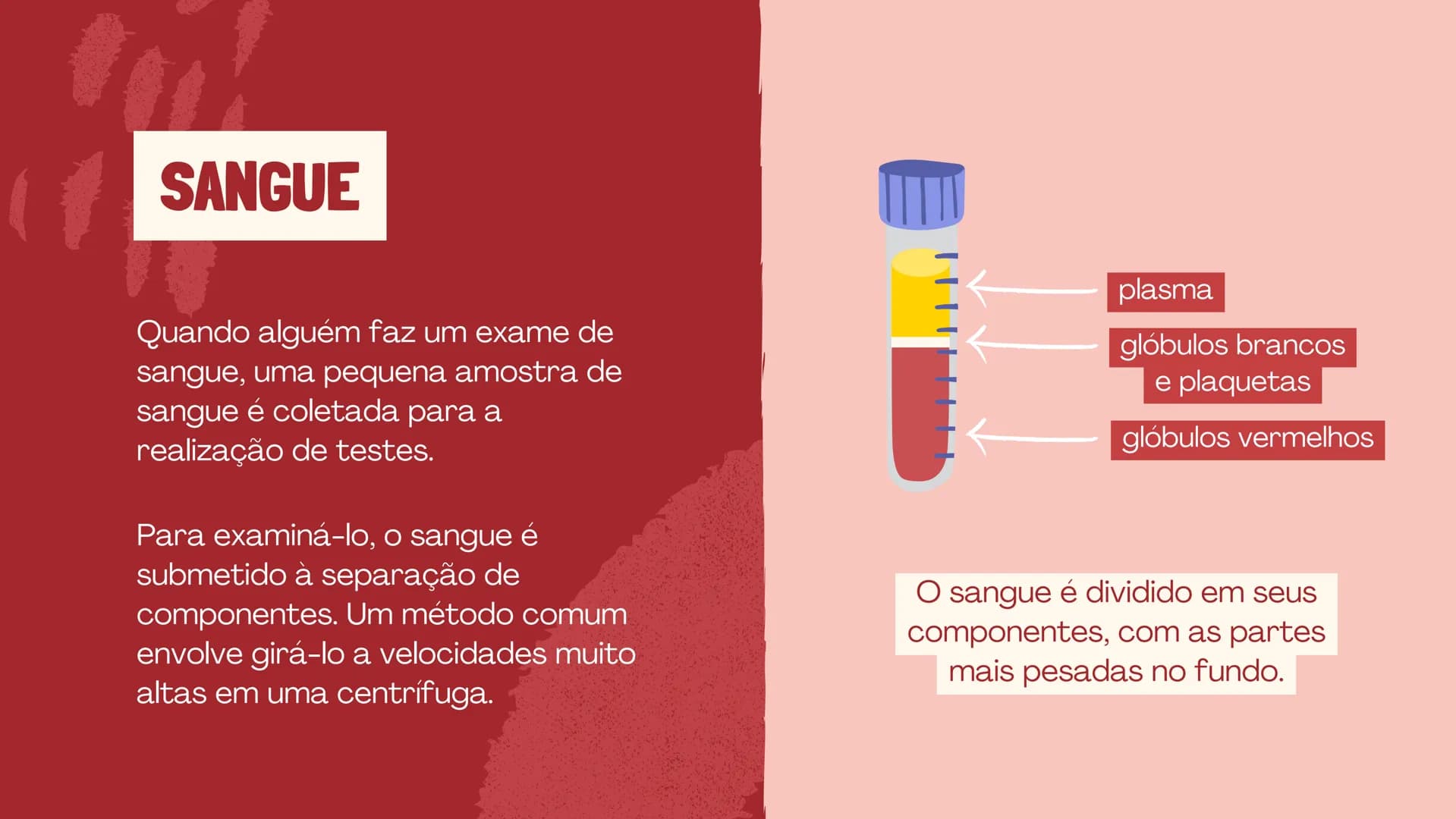 # O SISTEMA CIRCULATÓRIO

O papel do coração, do sangue e dos vasos sanguíneos QUAL É A SUA FREQUÊNCIA CARDÍACA?
Para verificar sua frequênc
