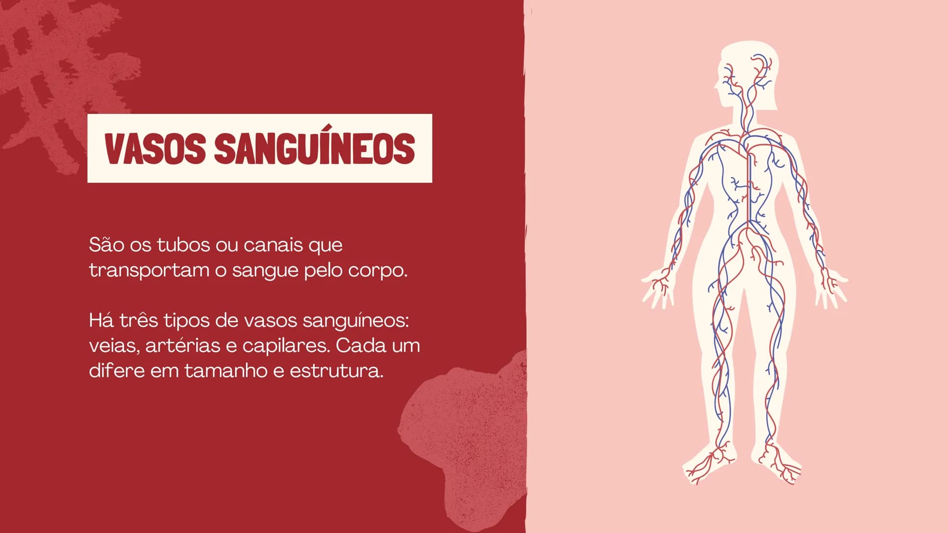# O SISTEMA CIRCULATÓRIO

O papel do coração, do sangue e dos vasos sanguíneos QUAL É A SUA FREQUÊNCIA CARDÍACA?
Para verificar sua frequênc