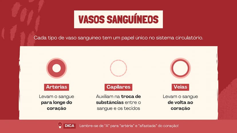 # O SISTEMA CIRCULATÓRIO

O papel do coração, do sangue e dos vasos sanguíneos QUAL É A SUA FREQUÊNCIA CARDÍACA?
Para verificar sua frequênc