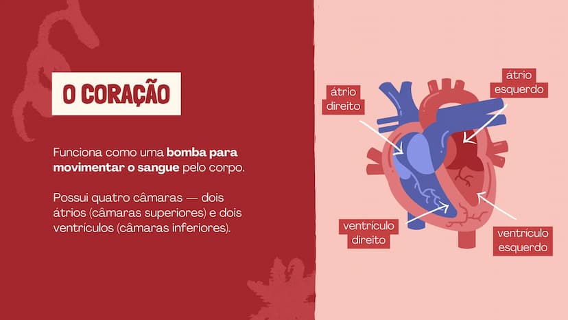 # O SISTEMA CIRCULATÓRIO

O papel do coração, do sangue e dos vasos sanguíneos QUAL É A SUA FREQUÊNCIA CARDÍACA?
Para verificar sua frequênc