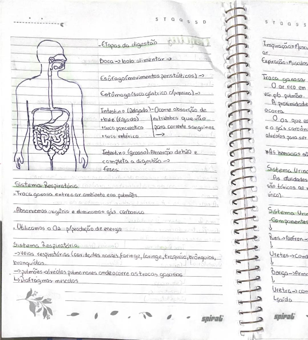 # Ciências

## Tema 1: "Crescimento e mudanças no corpo"

- meninas
  -menstruação
  -mamas
  -pelos pubianos
- meninos
  -voz
  -pelos pubi