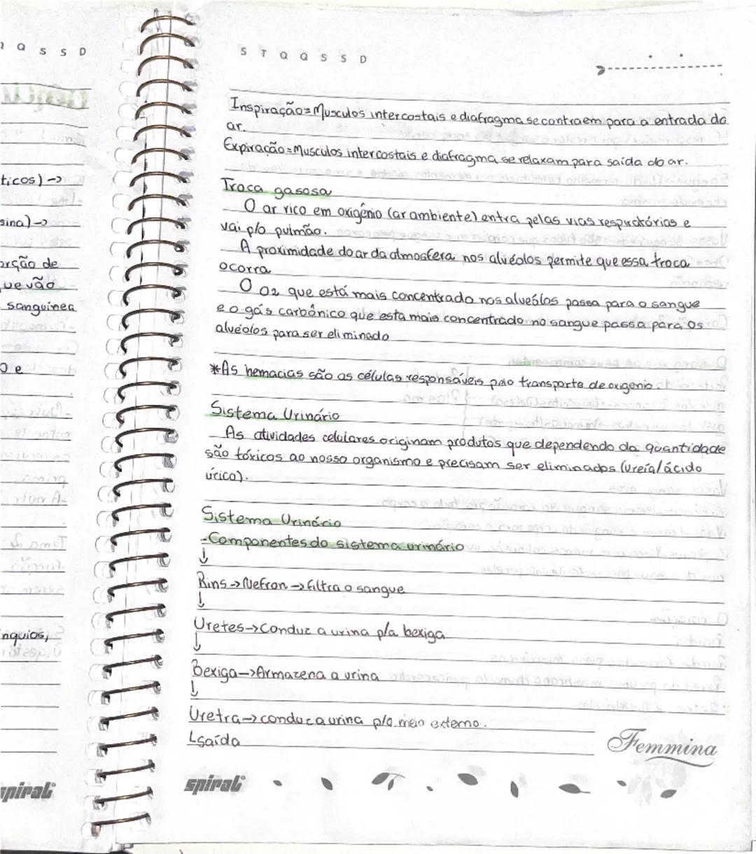 # Ciências

## Tema 1: "Crescimento e mudanças no corpo"

- meninas
  -menstruação
  -mamas
  -pelos pubianos
- meninos
  -voz
  -pelos pubi