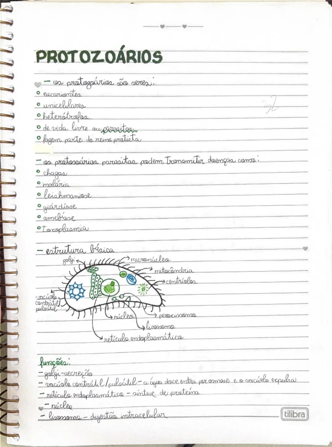 PROTOZOÁRIOS
♡
- os protozoários são seres:
• eucariontes
• unicelulares
• heterótrofos
• de vida livre ou parasitas
• fazem parte do reino 