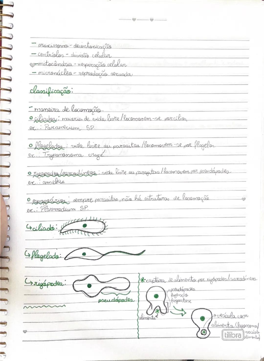 PROTOZOÁRIOS
♡
- os protozoários são seres:
• eucariontes
• unicelulares
• heterótrofos
• de vida livre ou parasitas
• fazem parte do reino 