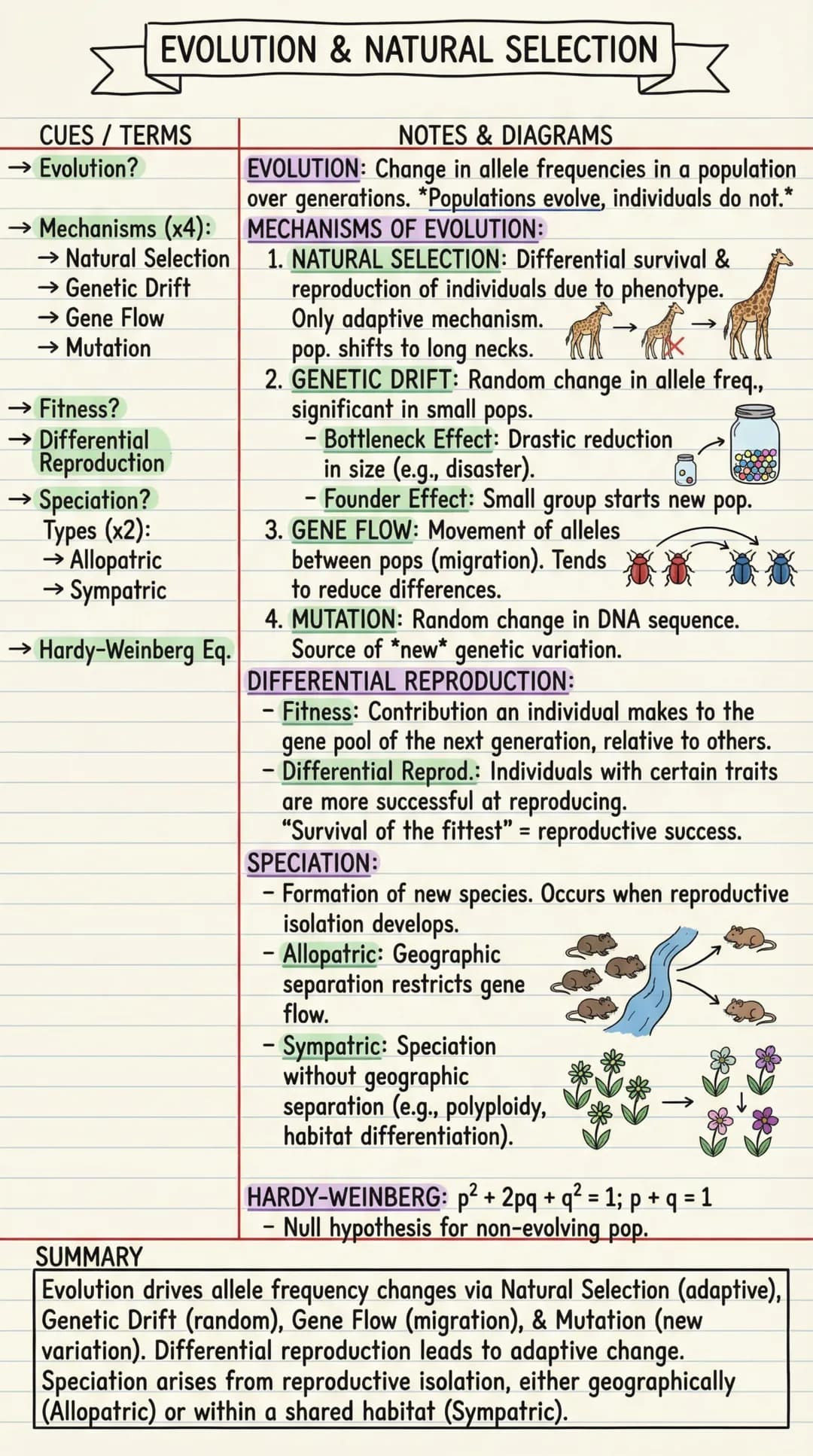 # EVOLUTION & NATURAL SELECTION

CUES / TERMS

→ Evolution?

NOTES & DIAGRAMS

EVOLUTION: Change in allele frequencies in a population
over 