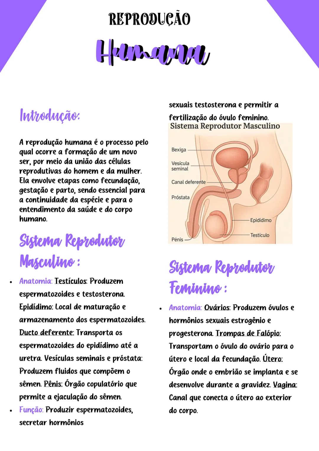 Introdução:
REPRODUÇÃO
Hemara
A reprodução humana é o processo pelo
qual ocorre a formação de um novo
ser, por meio da união das células
rep