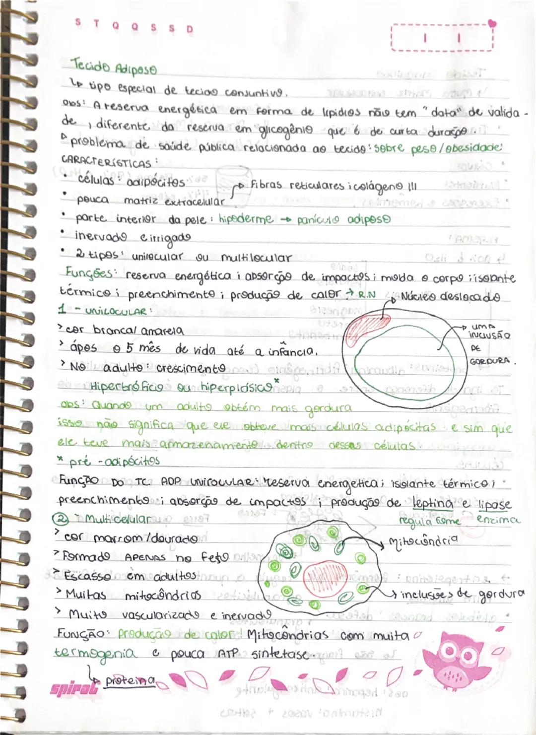 --- OCR Start ---
STOOSSD
biologia
A hatologia
ОБ 102 125
é o estudo dos tecidos, estes são caracterizados pela união
Funcional de células.
