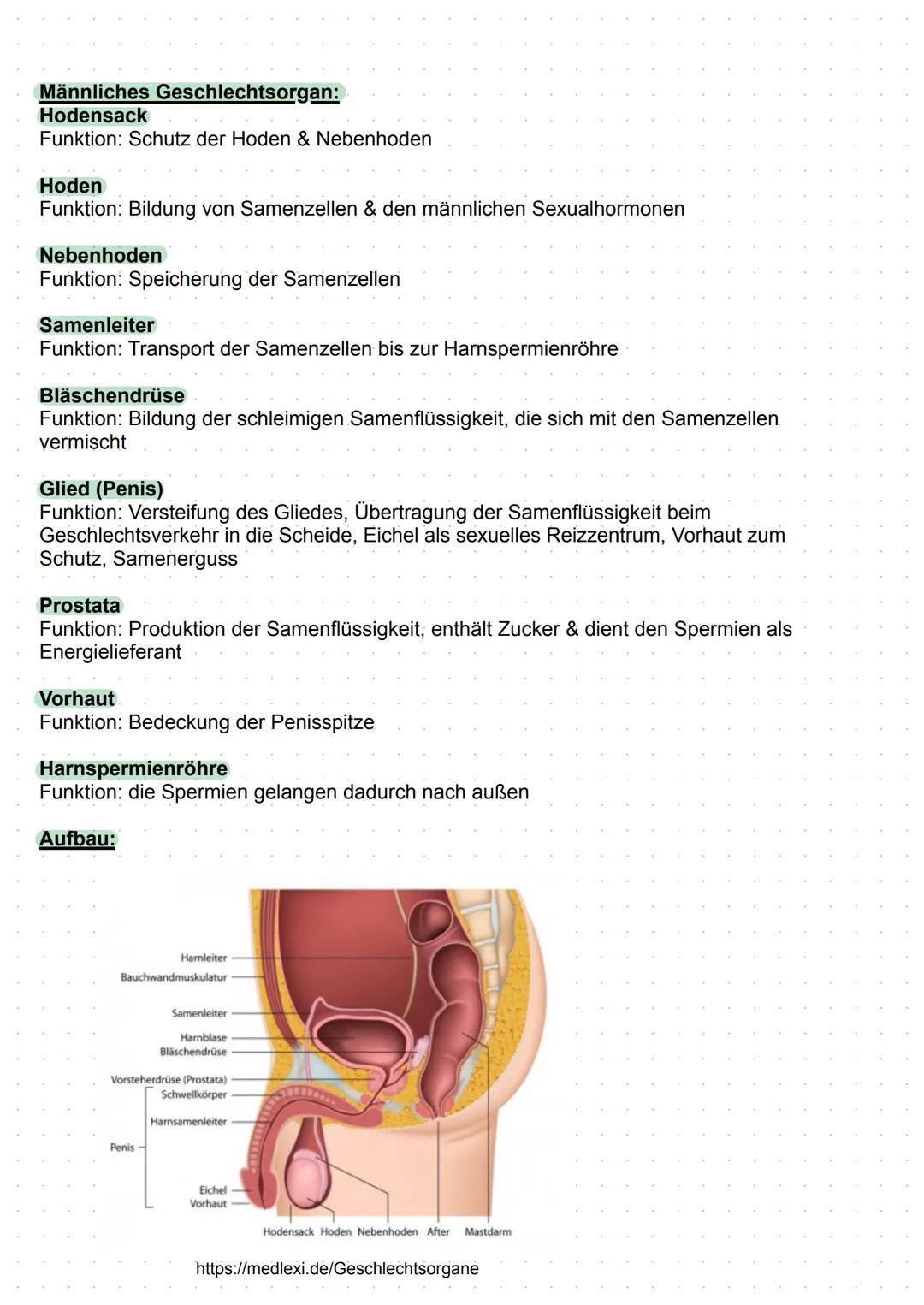 # Geschlechtsorgane

Weibliches Geschlechtsorgan:
**Eierstöcke**
Funktion: Eizellenbildung, Follikelreifung & Follikelsprung, Gelbkörperbild