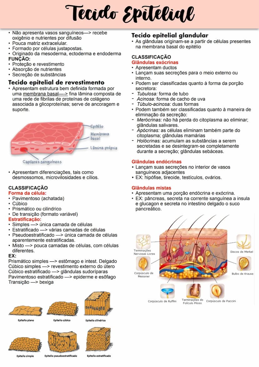 --- OCR Start ---
Tecido Epitelial
Não apresenta vasos sanguíneos-> recebe
oxigênio e nutrientes por difusão
Pouca matriz extracelular.
Form