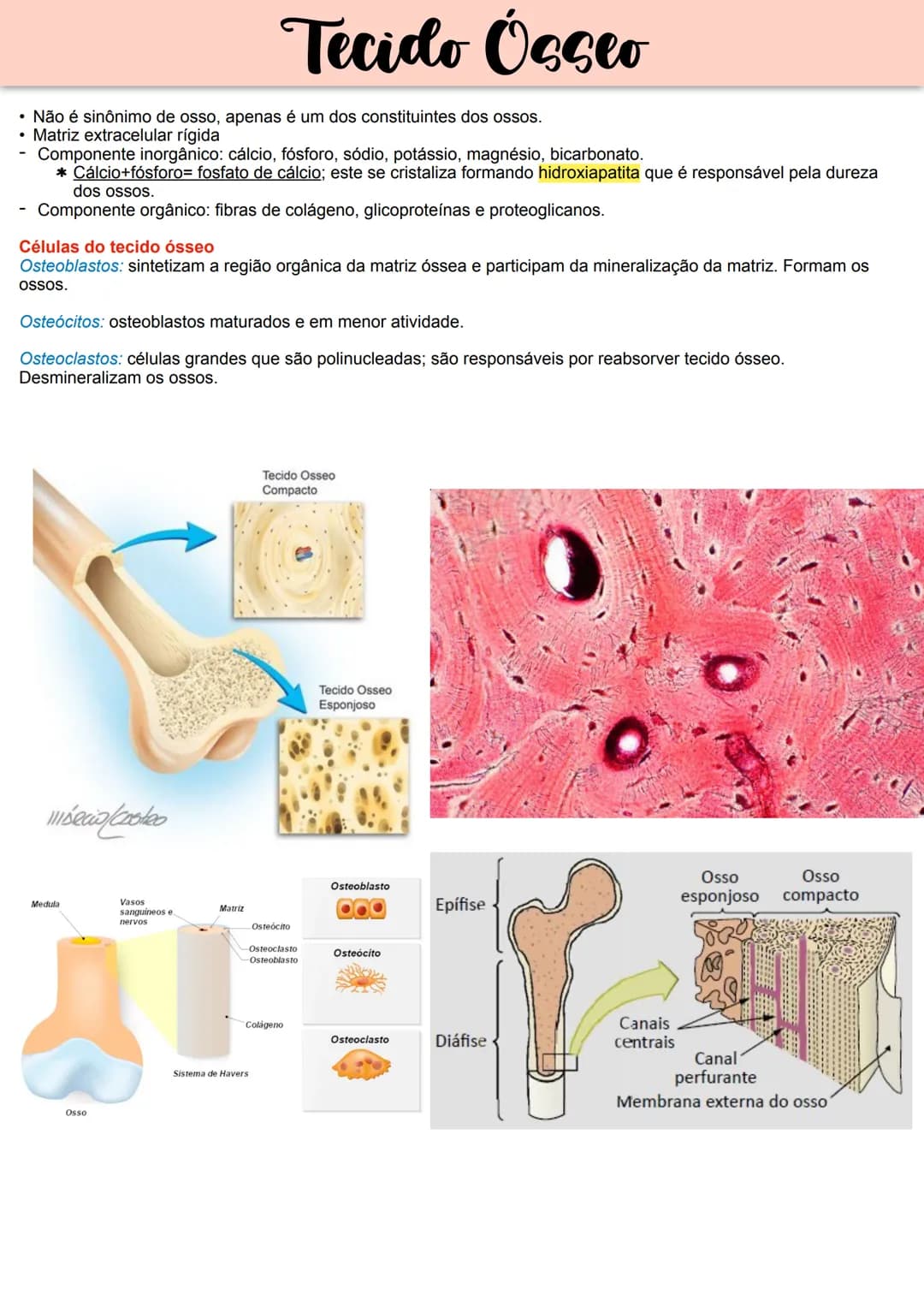 --- OCR Start ---
Tecido Epitelial
Não apresenta vasos sanguíneos-> recebe
oxigênio e nutrientes por difusão
Pouca matriz extracelular.
Form